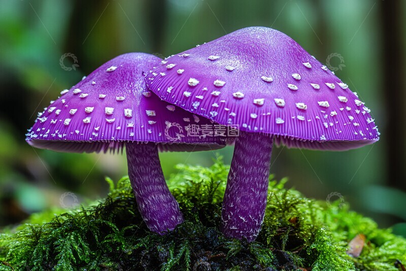 高清大图下载【趣麦麦图】紫色蘑菇紫色蘑菇菌类2