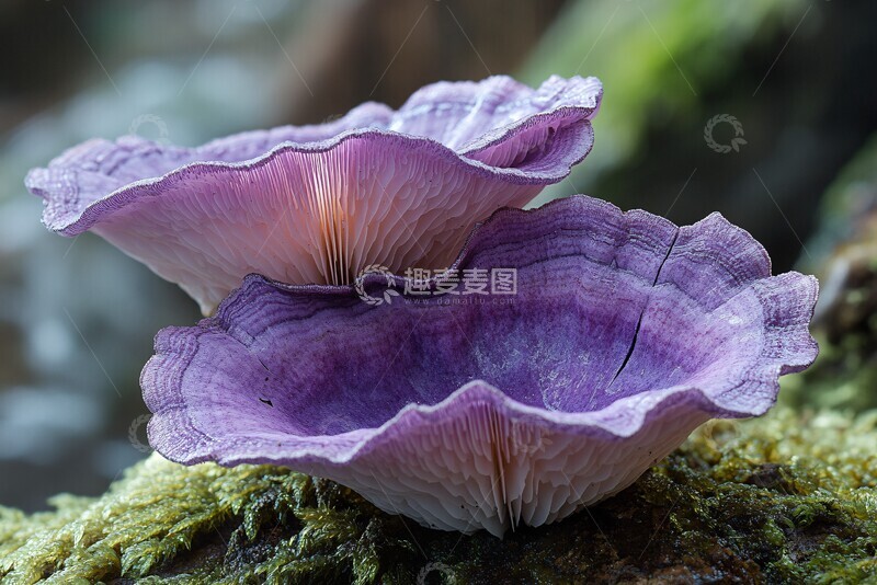 高清大图下载【趣麦麦图】紫色蘑菇紫色蘑菇菌类1