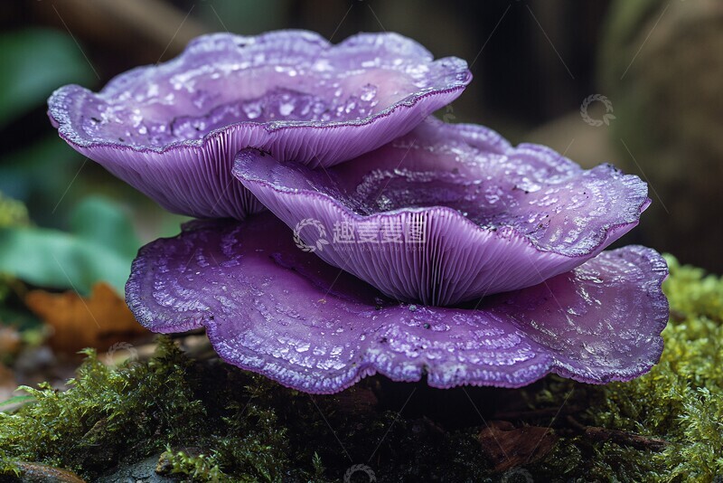 高清大图下载【趣麦麦图】紫色蘑菇紫色蘑菇菌类