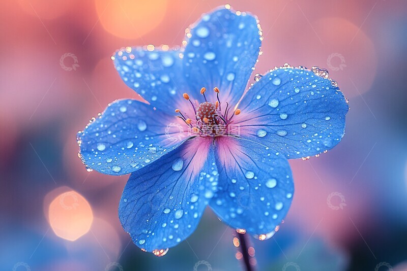 高清大图下载【趣麦麦图】-蓝花水珠自然景