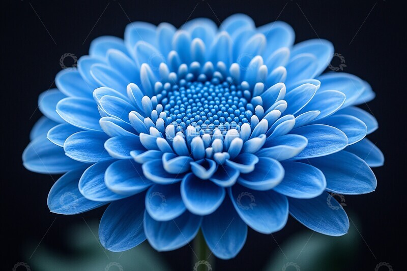 高清大图下载【趣麦麦图】蓝色菊花蓝色菊花自然