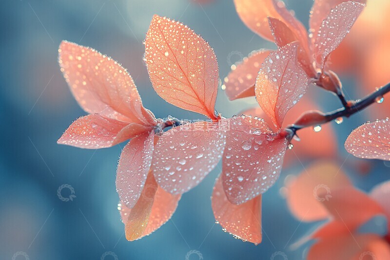 高清大图下载【趣麦麦图】露珠与自然光