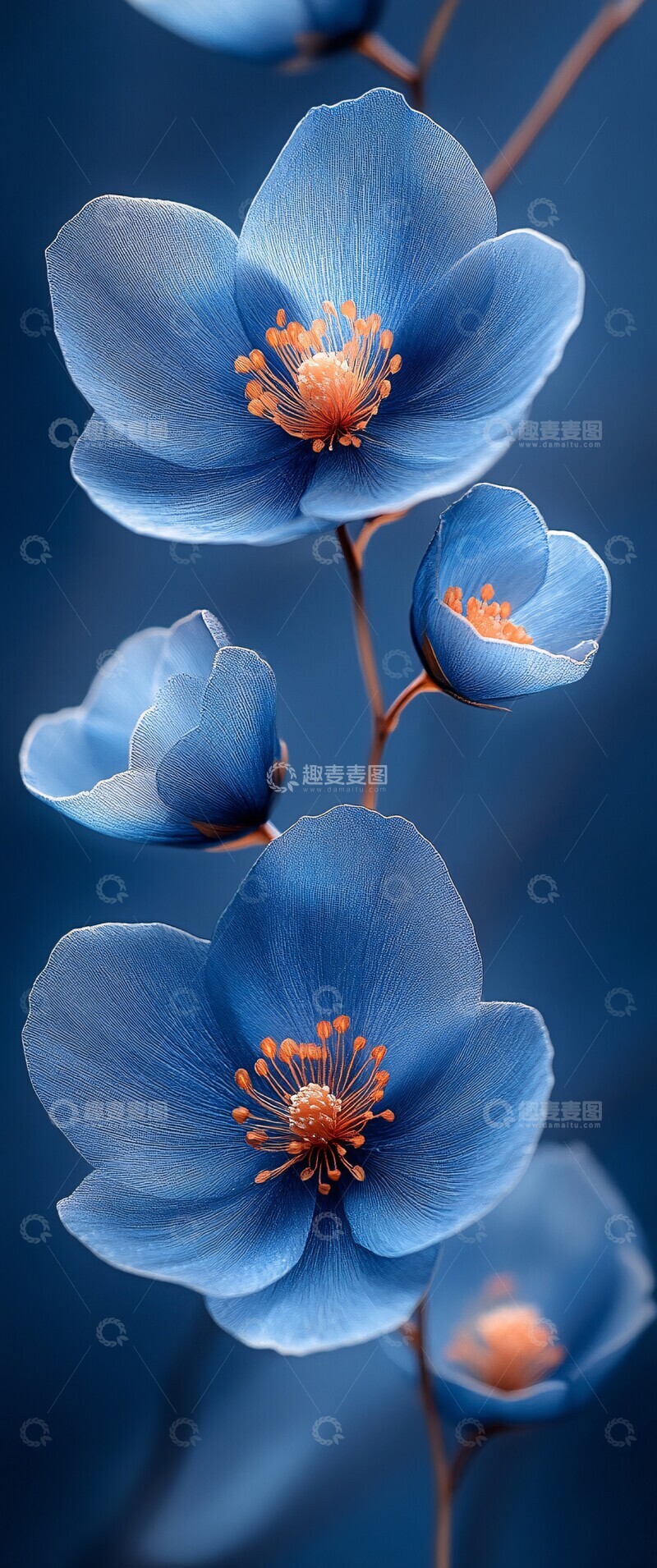 高清大图下载【趣麦麦图】蓝花长巾墨绘图3