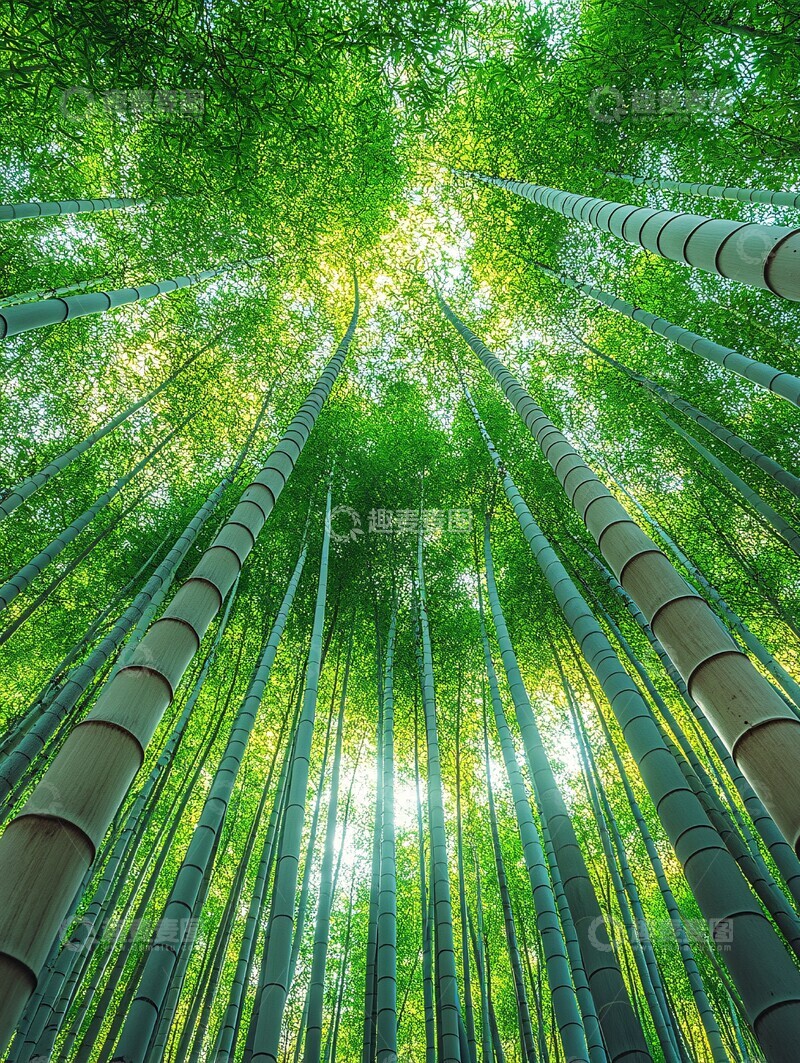 高清大图下载【趣麦麦图】竹林绿叶白干2