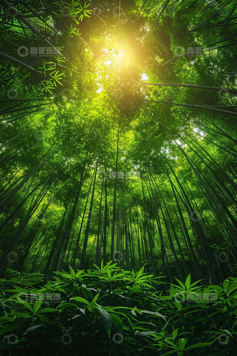 高清大图下载【趣麦麦图】竹林深处深处自然细节2