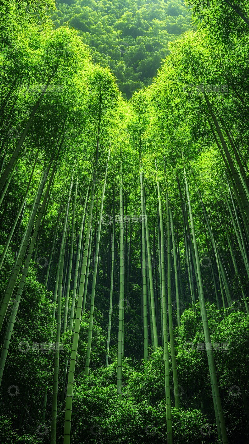高清大图下载【趣麦麦图】竹林绿意竹林绿叶竹子3