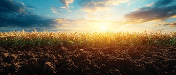 麦田生长黄昏时2