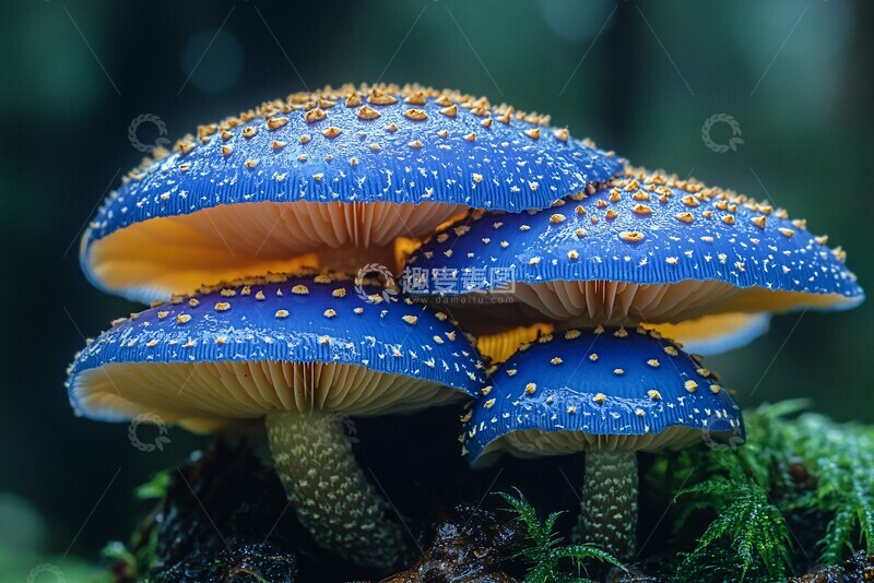 高清大图下载【趣麦麦图】靛蓝乳菇蘑菇2