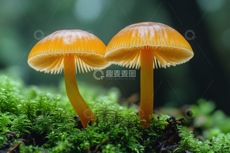 高清大图下载【趣麦麦图】小蘑菇生长环境2