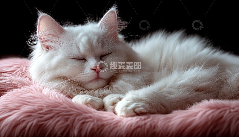 高清大图下载【趣麦麦图】悠闲白猫卡通画2