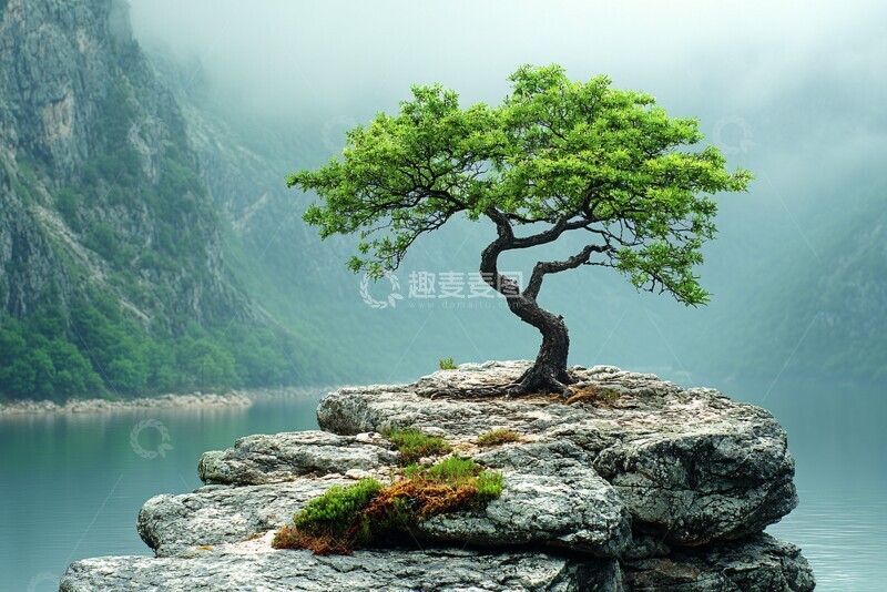 高清大图下载【趣麦麦图】树石和谐共生2