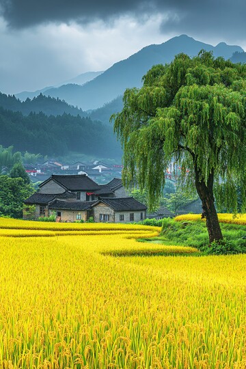 稻田远山柳树3