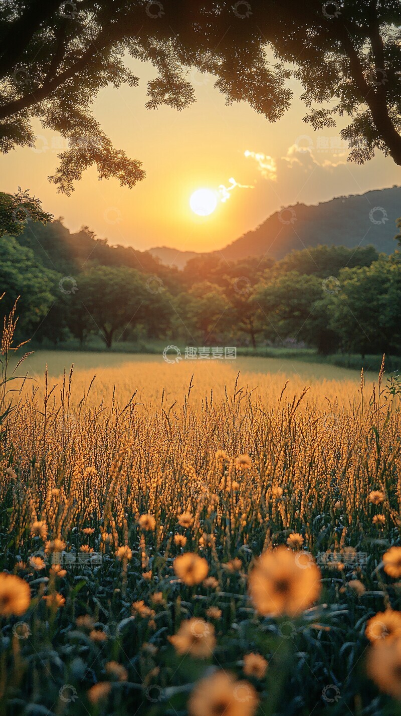 高清大图下载【趣麦麦图】夏日渐凉稻谷黄