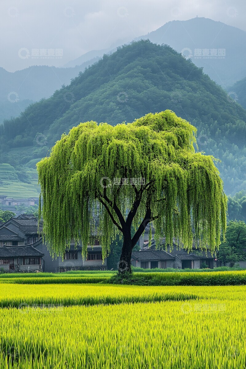 高清大图下载【趣麦麦图】稻田远山柳树