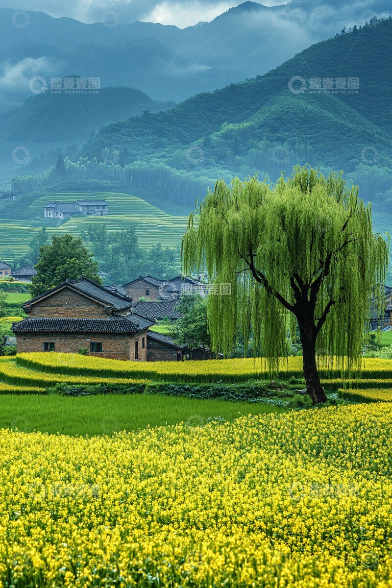 高清大图下载【趣麦麦图】稻田远山柳树2