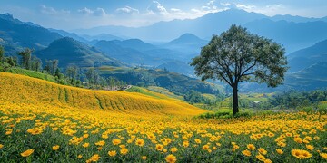 油菜花梯田油菜花梯田黄色