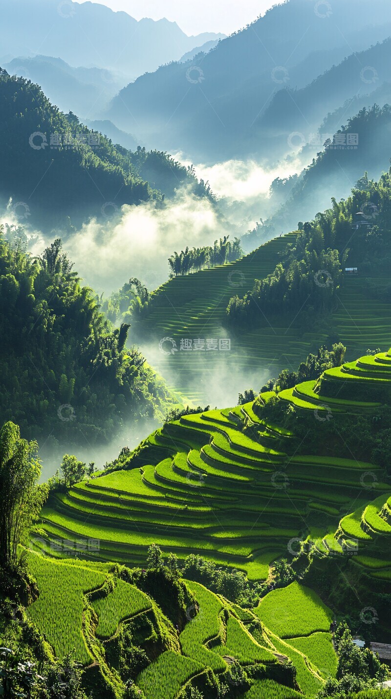 高清大图下载【趣麦麦图】梯田绿金交错2