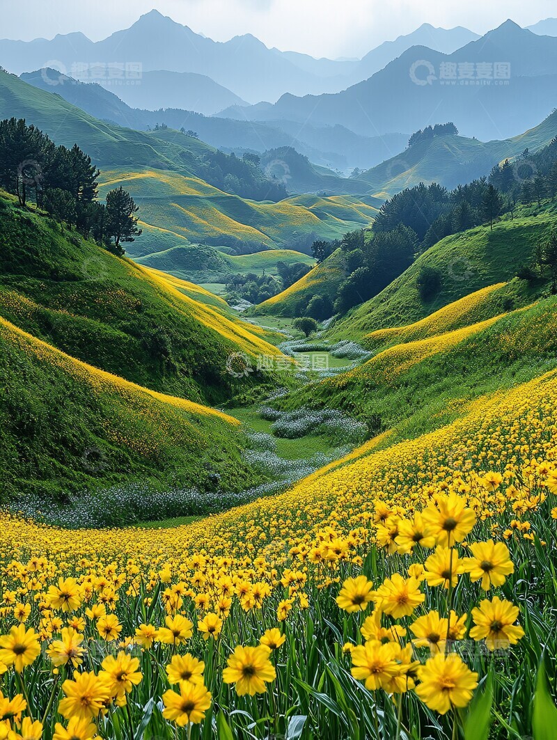 高清大图下载【趣麦麦图】油菜花与玉米地1