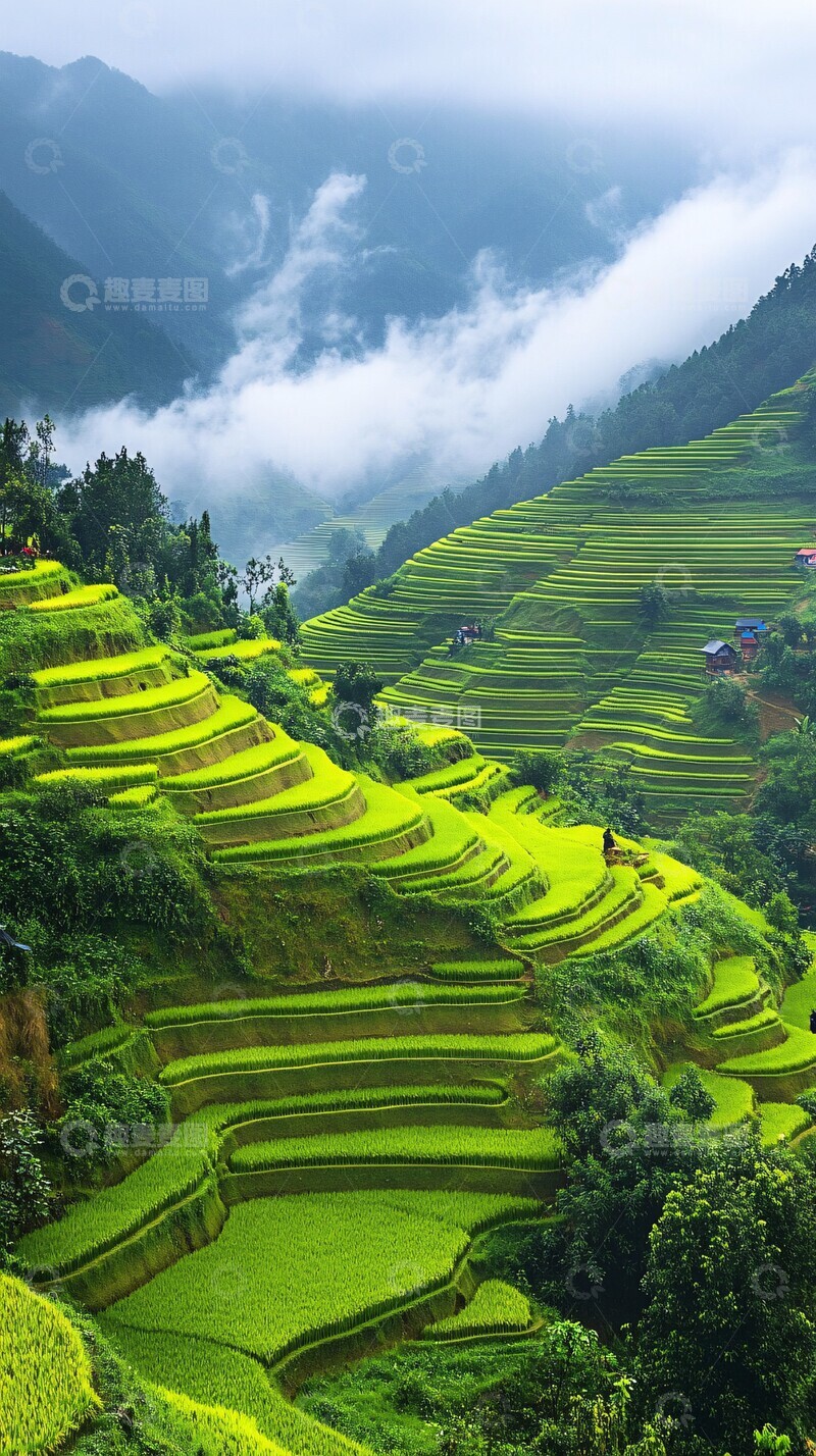 高清大图下载【趣麦麦图】梯田绿金交错1