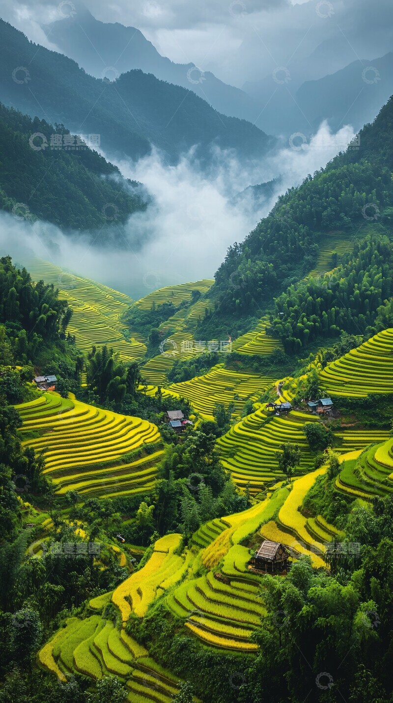 高清大图下载【趣麦麦图】梯田绿金交错