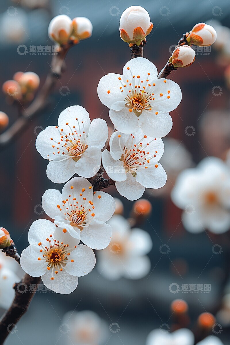 高清大图下载【趣麦麦图】梅花开在老屋前