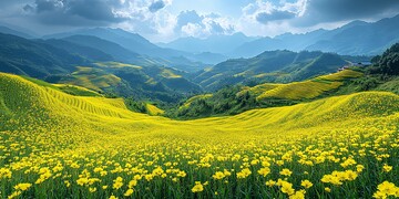 油菜花梯田油菜花梯田黄色1