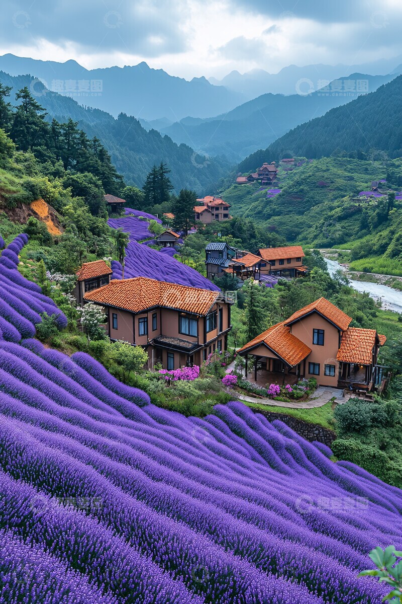 高清大图下载【趣麦麦图】紫色花海与古朴村舍2