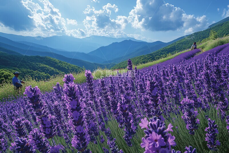高清大图下载【趣麦麦图】薰衣草花海农耕图1