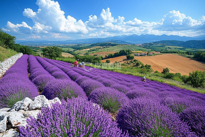 高清大图下载【趣麦麦图】薰衣草花海农耕图2