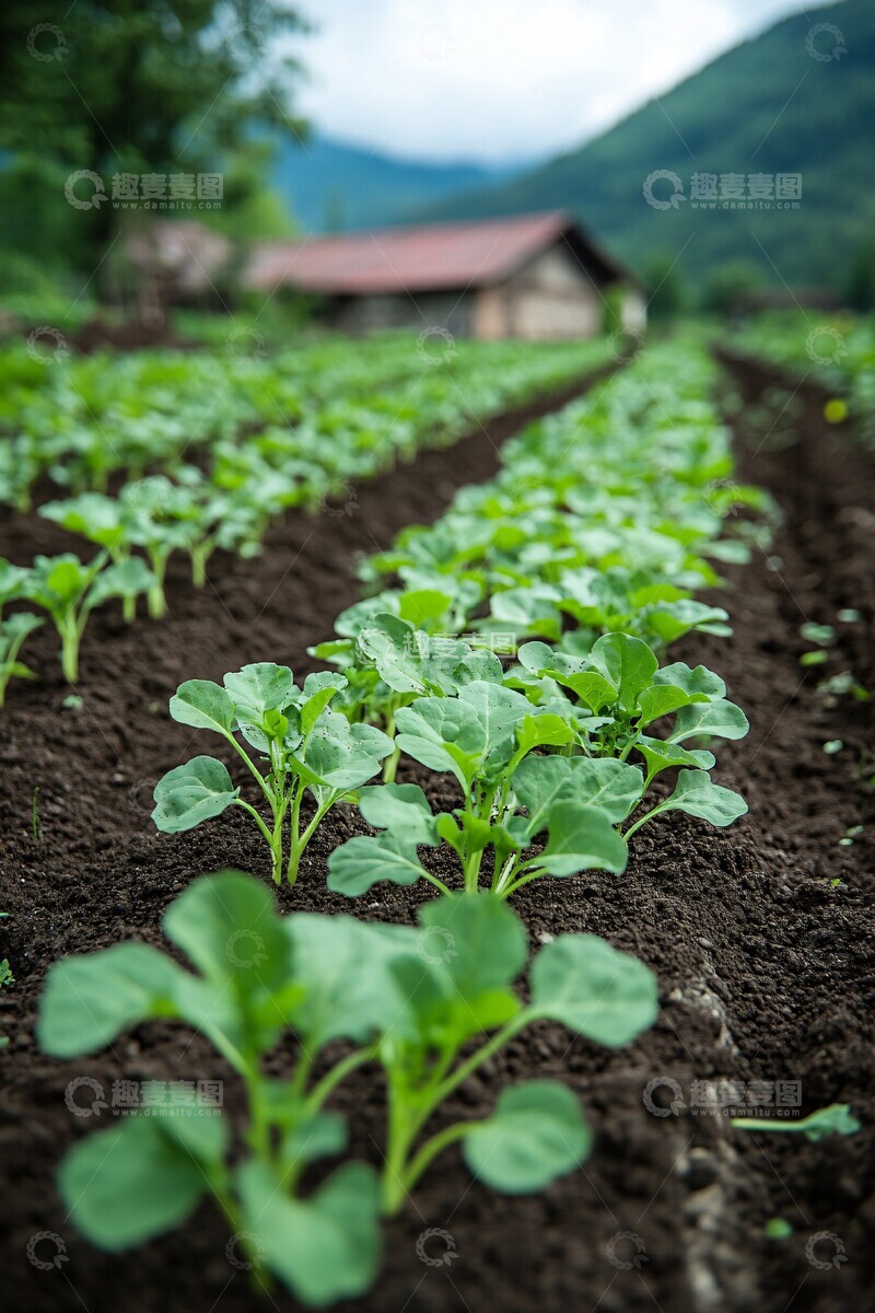 高清大图下载【趣麦麦图】蔬菜苗圃全景图