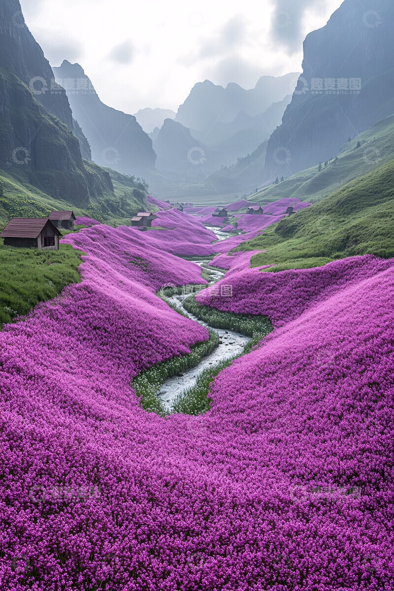 高清大图下载【趣麦麦图】紫色花海与古朴村舍