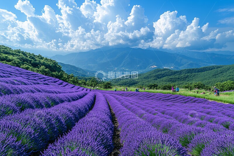 高清大图下载【趣麦麦图】薰衣草花海农耕图