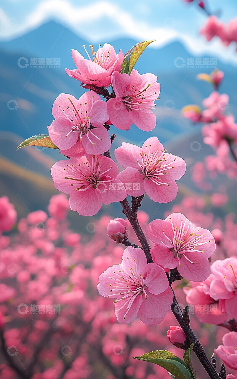 高清大图下载【趣麦麦图】桃花盛开山景图3