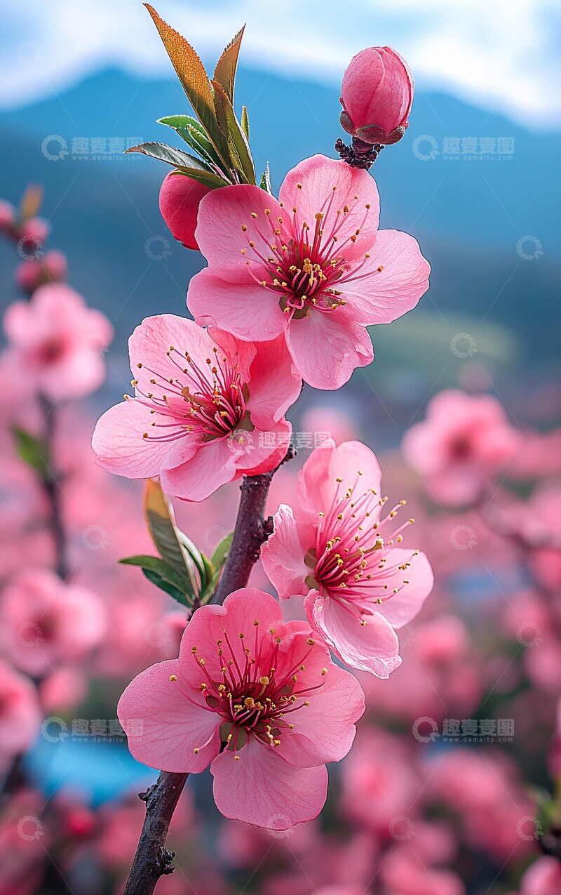 高清大图下载【趣麦麦图】桃花盛开山景图2