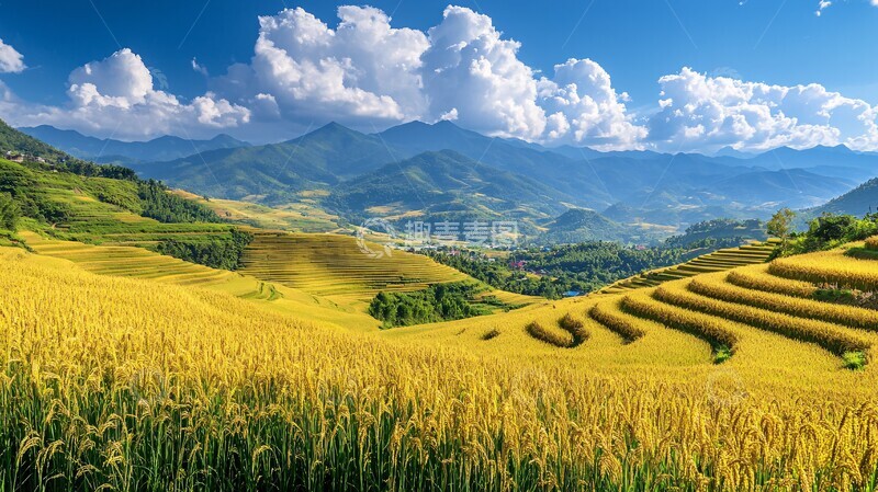 高清大图下载【趣麦麦图】金色稻田山景