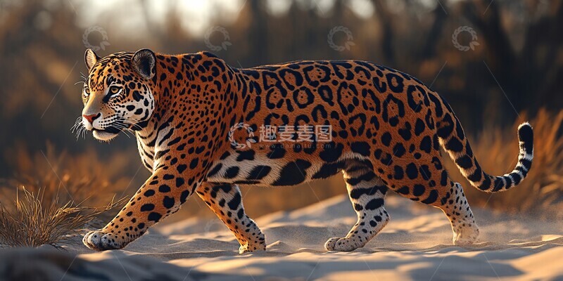 高清大图下载【趣麦麦图】美洲豹悠然行走1