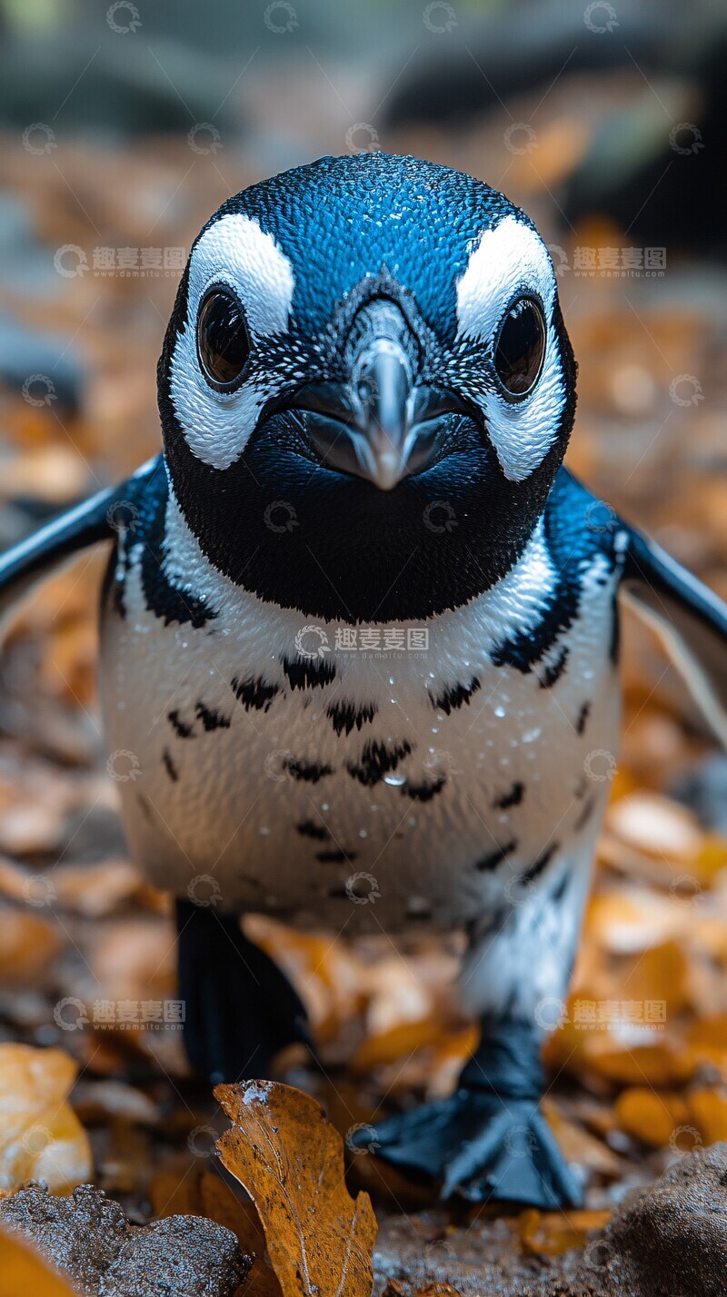 高清大图下载【趣麦麦图】迷你企鹅花园漫步3