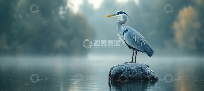 高清大图下载【趣麦麦图】苍鹭坐石图苍鹭石头森林2