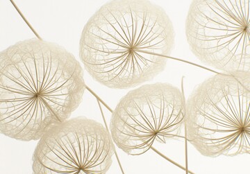 水滴映花水滴背景种子