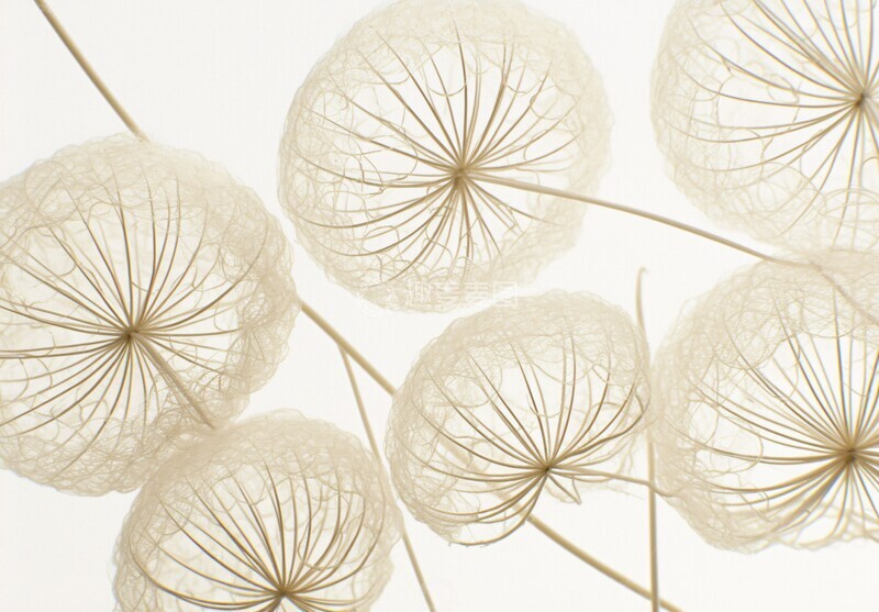 高清大图下载【趣麦麦图】水滴映花水滴背景种子