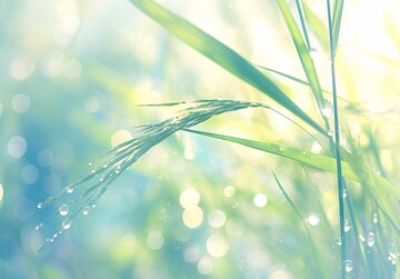 芦苇水滴芦苇水滴摄影