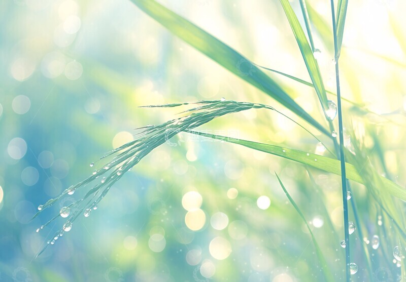 高清大图下载【趣麦麦图】芦苇水滴芦苇水滴摄影