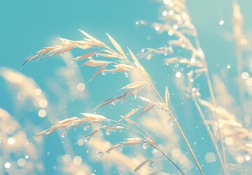 芦苇水滴芦苇水滴摄影1