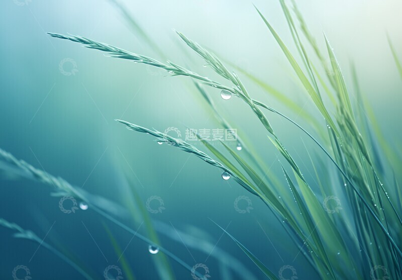 高清大图下载【趣麦麦图】芦苇水滴芦苇水滴摄影2