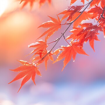 红枫叶雪景红枫叶阳光树枝1