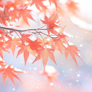 红枫叶雪景红枫叶阳光树枝2