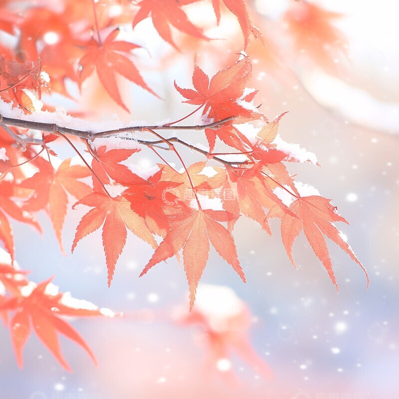 高清大图下载【趣麦麦图】红枫叶雪景红枫叶阳光树枝2