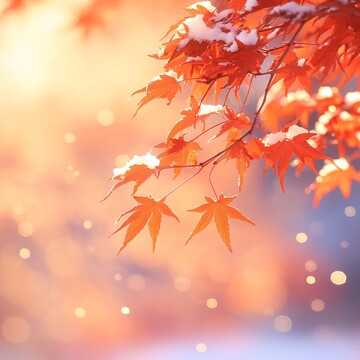 红枫叶雪景红枫叶阳光树枝3