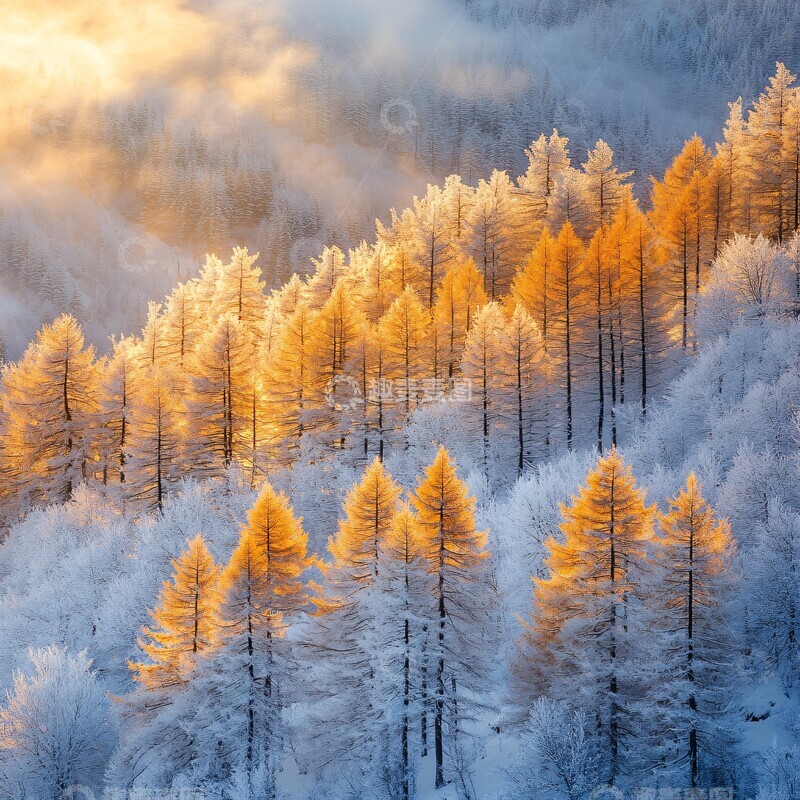 高清大图下载【趣麦麦图】雪树金光照耀2