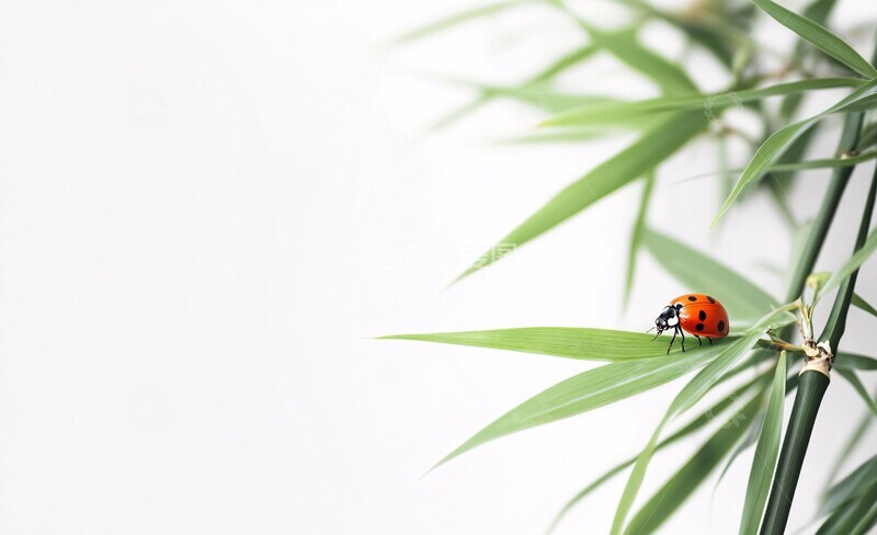 高清大图下载【趣麦麦图】竹叶上的瓢虫